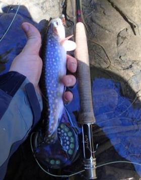 Another Native