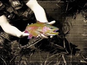 Wild Rainbow