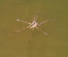 Big Spider!