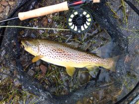 Conodoguinet 17" Brown