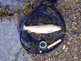 Conodoguinet 20" Brown