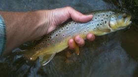 Lancaster County Wild Brown