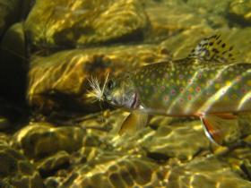 A mountain brookie...
