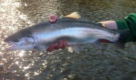 Fresh May Steelhead