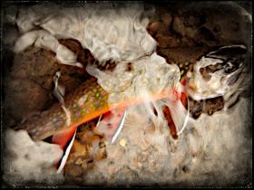 laurel highlands brookie