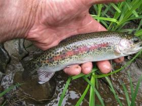  Wild bow