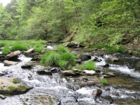 Pretty NW Pa stream