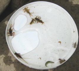 Lotsa Nymphs!