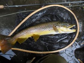 Wild Brown
