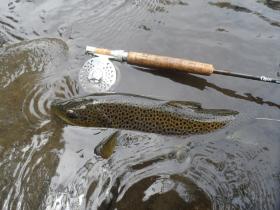 Wild Brown