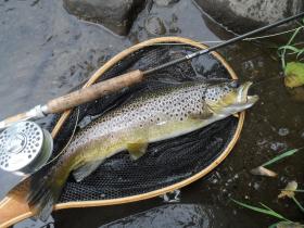Wild Brown