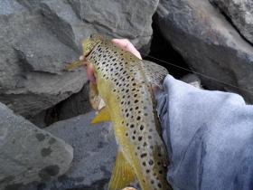 Wild Brown
