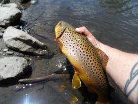 Colorful Wild Brown