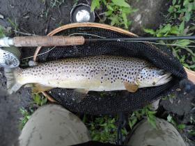 Wild Brown