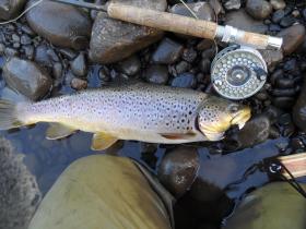 Wild Brown