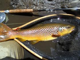 Stunning Wild Brown