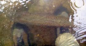 Big One at my feet
