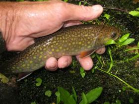  Nice native
