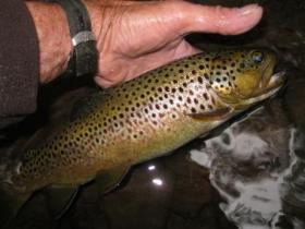  Fat wild brown