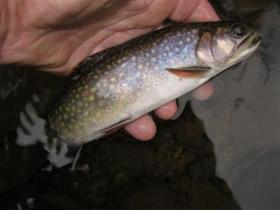  Another native