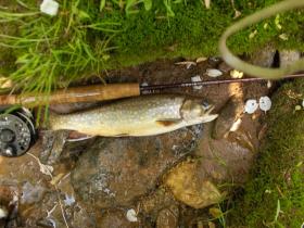 big wild brookie!