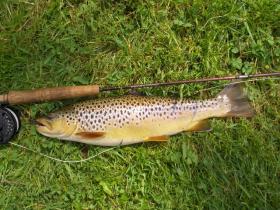 lititz holdover brown2