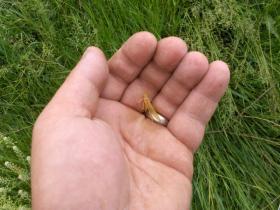 lititz run yellow mayfly