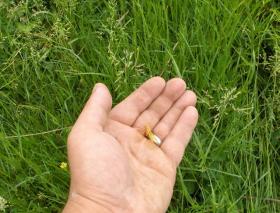 heres another view of that mayfly