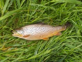 fat holdover brown trout