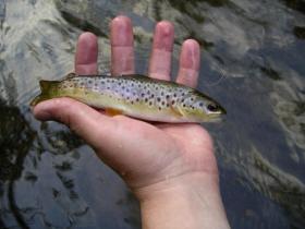 5 inch wild