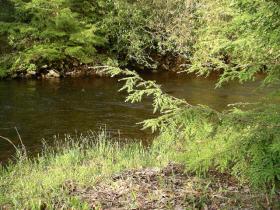 Black Moshannon