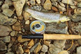 Brandywine Brownie