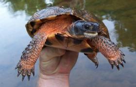 Conowago Turtle