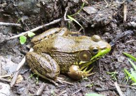 Stony Creek Frog