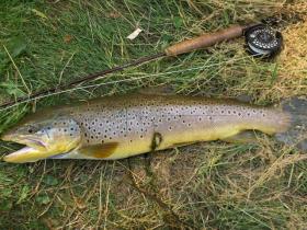 MONSTER HOLDOVER BROWN2