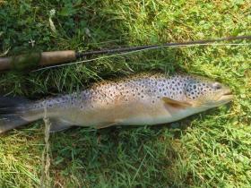 nice holdover brown trout