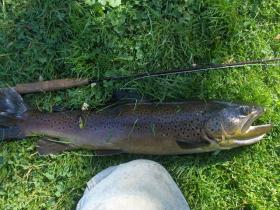 monster holdover brown trout