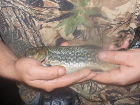 my first tiger trout
