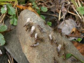 Flying ants