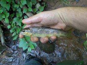 lancaster county wild brown
