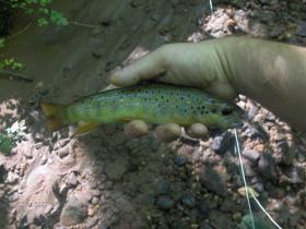 lancaster county golden wild