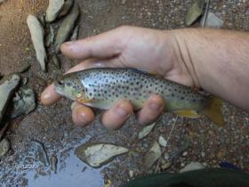 york county wild brown
