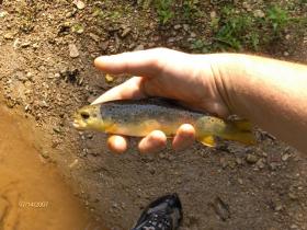 york county wild brown