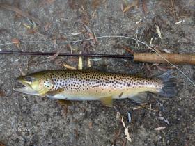 big york county wild brownie