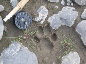 Wolf Track