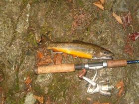 pocono brookie