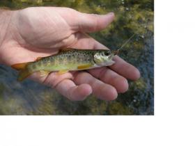 Small Spring Creek Brown