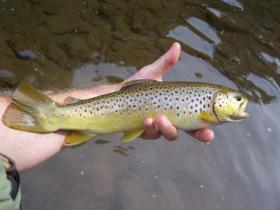 Muddy Creek Wild Brown