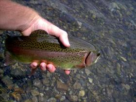 Nice Wild Rainbow