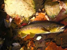 fall perry county brown